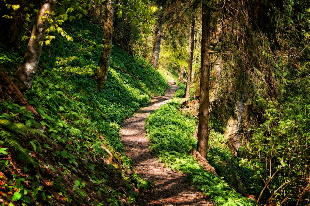 Kleiner Fußweg im Wald